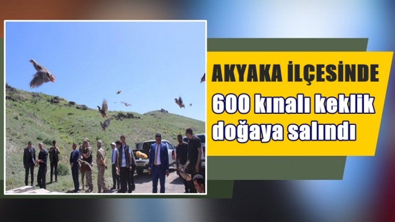 600 kınalı keklik doğaya salındı