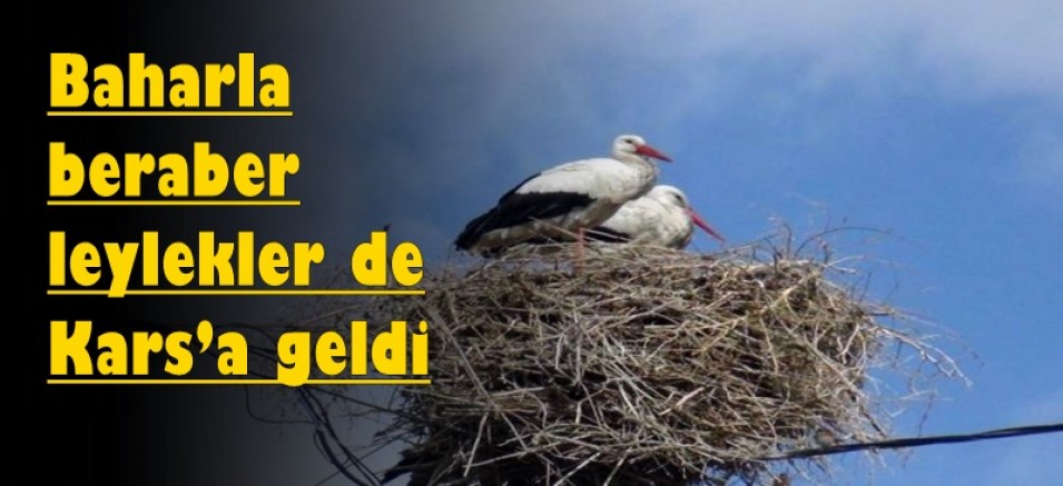 Baharın müjdecisi leylekler Kars’a geldi
