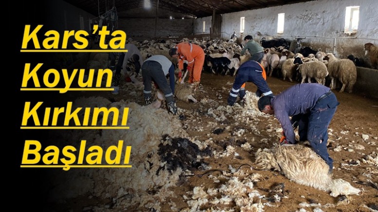 Kars’ta Koyun Kırkımı Başladı
