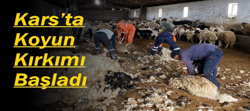 Kars’ta Koyun Kırkımı Başladı