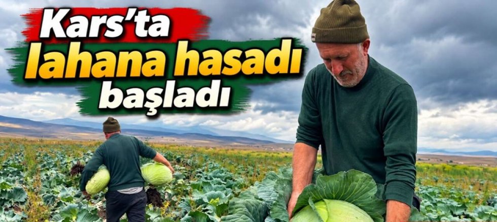 Kars’ta lahana hasadı başladı