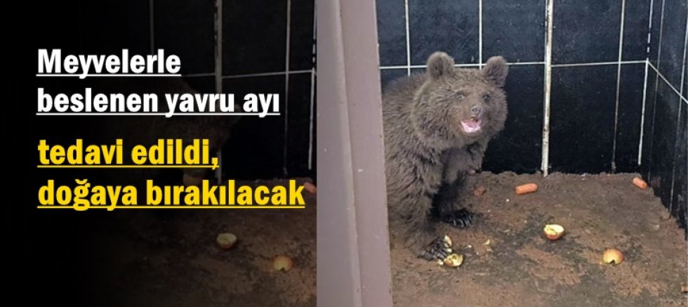 Meyvelerle beslenen yavru ayı tedavi edildi