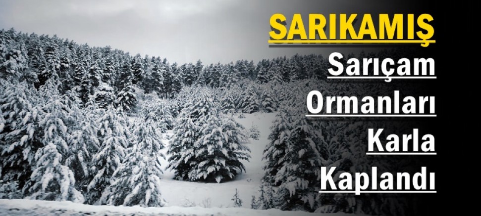 Sarıkamış sarıçam ormanları karla kaplandı