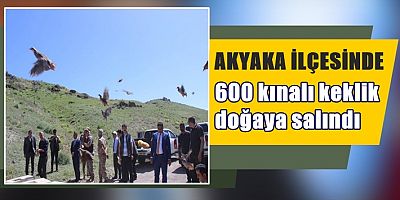 600 kınalı keklik doğaya salındı