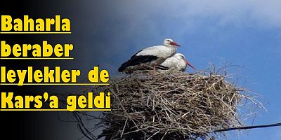 Baharın müjdecisi leylekler Kars’a geldi