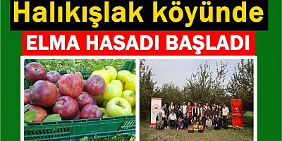 Halıkışlak köyünde  elma hasadı başladı başladı