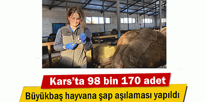 Kars’ta 98 bin 170 adet büyükbaş hayvana şap aşılaması yapıldı