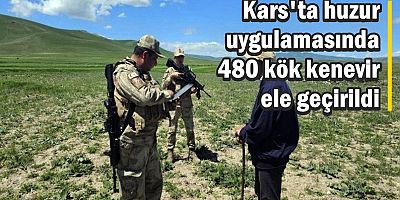 Kars'ta huzur uygulamasında 480 kök kenevir ele geçirildi