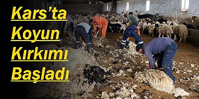Kars’ta Koyun Kırkımı Başladı