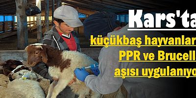 Kars'ta küçükbaş hayvanlara PPR ve Brucella aşısı uygulanıyor