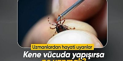 Kene Vücuda Yapışırsa Ne Yapmalı, Nasıl Çıkarılmalı?
