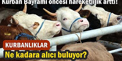 Kurban Bayramı öncesi hareketlilik arttı! 
