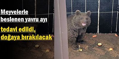 Meyvelerle beslenen yavru ayı tedavi edildi