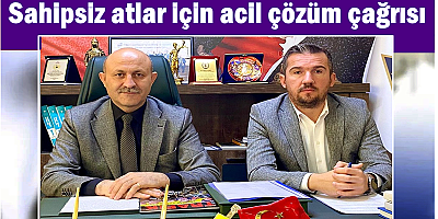 Sahipsiz atlar için acil çözüm çağrısı