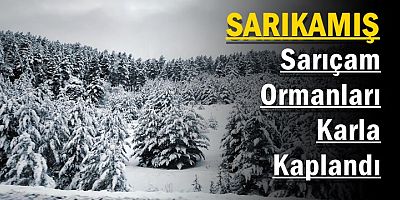 Sarıkamış sarıçam ormanları karla kaplandı
