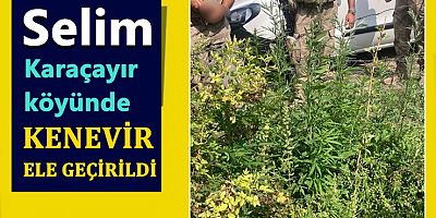 Selim’de kenevir ele geçirildi