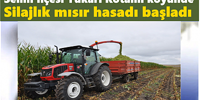 Selim'de silajlık mısır hasadı başladı