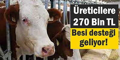 Üreticilere 270 Bin TL Besi desteği geliyor